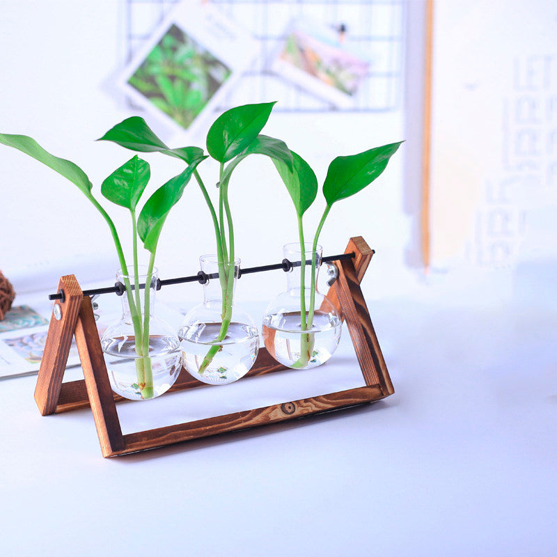 Vaso de vidro sofisticado para planta 5 Rede Canan