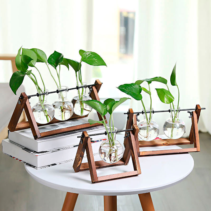 Vaso de vidro sofisticado para planta 5 Rede Canan