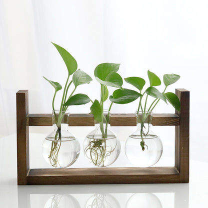 Vaso de vidro sofisticado para planta 3 Rede Canan