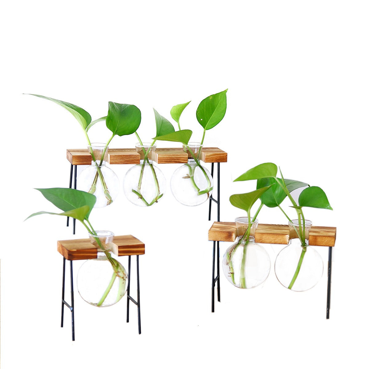 Vaso de vidro sofisticado para planta 2 Rede Canan