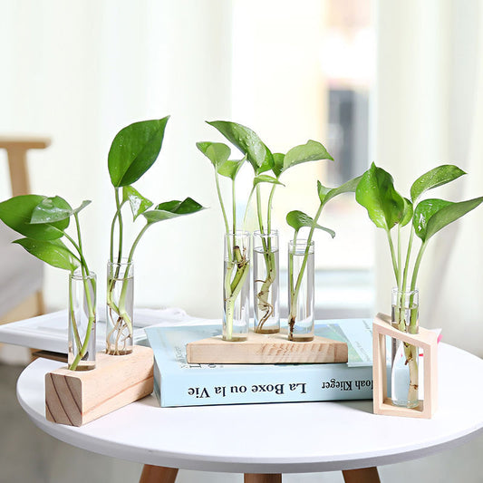 Vaso de vidro sofisticado para planta 4 Rede Canan