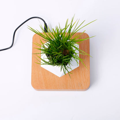 Vaso para planta com levitação magnética e rotação de 360º 2 Rede Canan