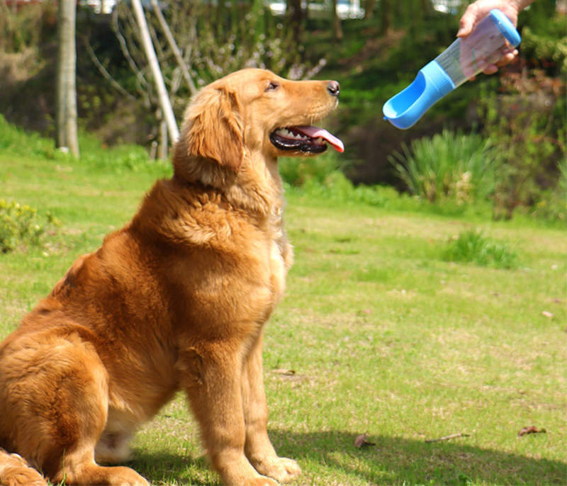 Garrafa com dispenser de água para pets Rede Canan