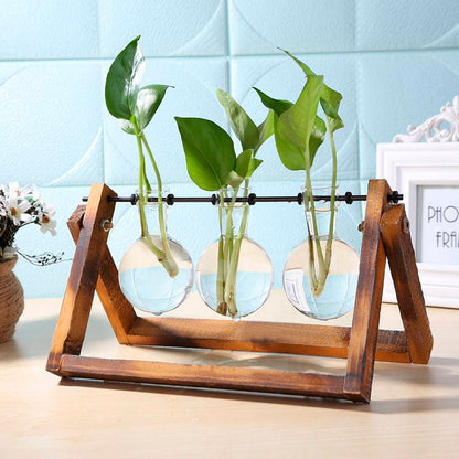 Vaso de vidro sofisticado para planta 5 Rede Canan
